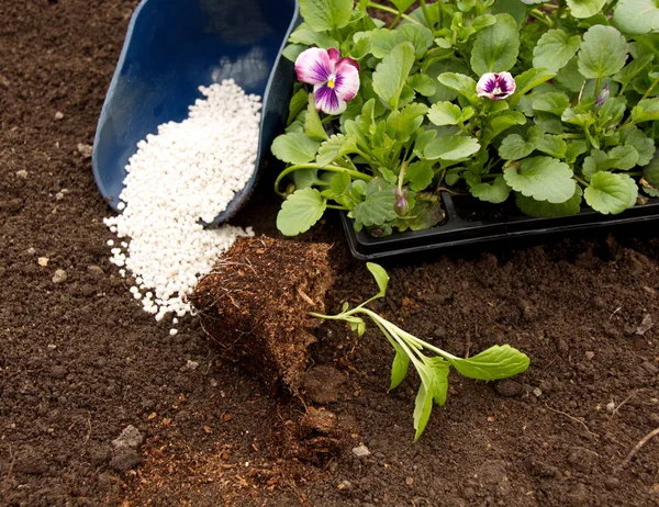 Jonge Zaailingen Bloemen Staan Grond Een Pot Van Aster Viooltjes — Stockfoto