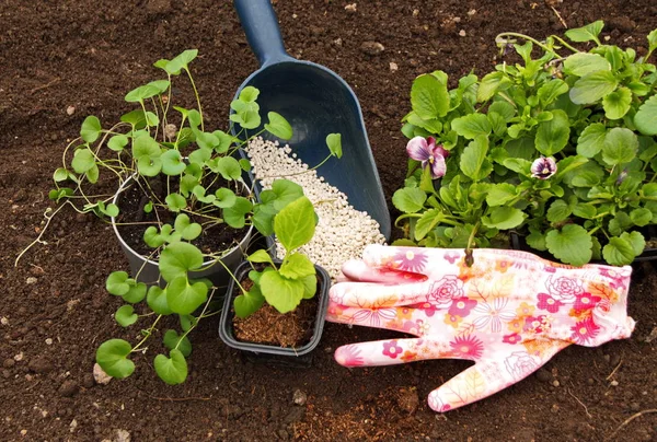 Aster Menekşe ve beyaz gübre granül pot yerdeki genç Fidan çiçekler standı