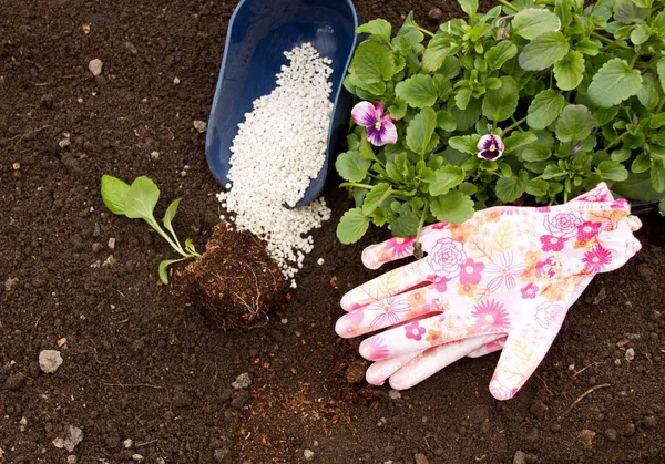 Unga Plantor Blommor Stå Marken Pott Aster Violer Och Vita — Stockfoto