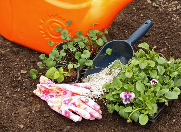 young seedlings flowers stand on the ground in a pot of Aster violets and white fertilizer granules