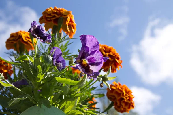 Violette Driekleur Lat Viola Tricolor Viooltjes Tegen Lucht Rechtenvrije Stockafbeeldingen