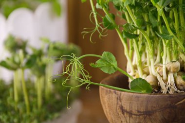 Taze yeşillikler, bezelye filizi genç sağlıklı yiyecekler vitamin diyeti.