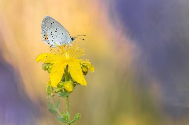 Kelebek ile güzel doğa manzara.