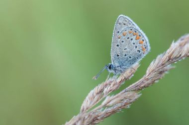 Kelebek ile güzel doğa manzara.
