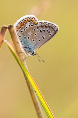 Kelebek ile güzel doğa manzara.