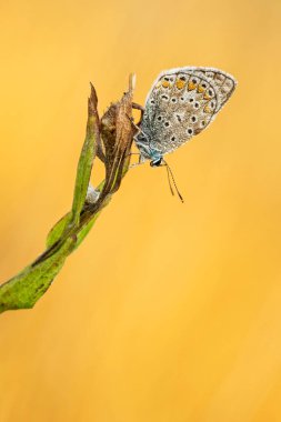 Kelebek ile güzel doğa manzara.