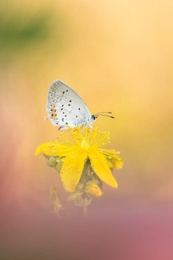 Kelebek ile güzel doğa manzara.