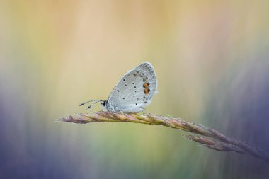 Kelebek ile güzel doğa manzara.