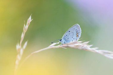 Kelebek ile güzel doğa manzara.
