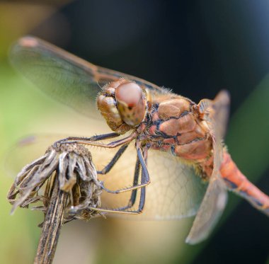 Yusufçuk ile güzel doğa manzara.
