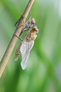 Yusufçuk ile güzel doğa manzara.