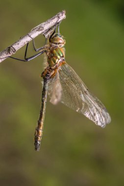 Yusufçuk ile güzel doğa manzara.