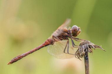 Yusufçuk ile güzel doğa manzara.