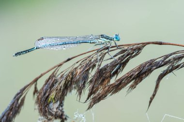 Yusufçuk ile güzel doğa manzara.