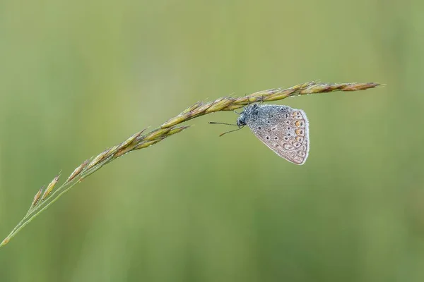 Bela cena da natureza com borboleta . — Fotografia de Stock