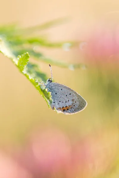 Bela cena da natureza com borboleta . — Fotografia de Stock