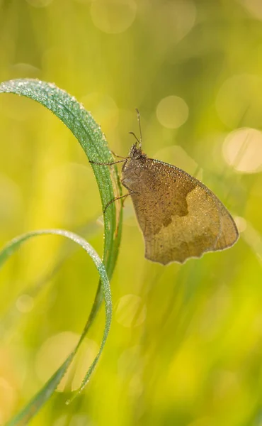 Bela cena da natureza com borboleta . — Fotografia de Stock