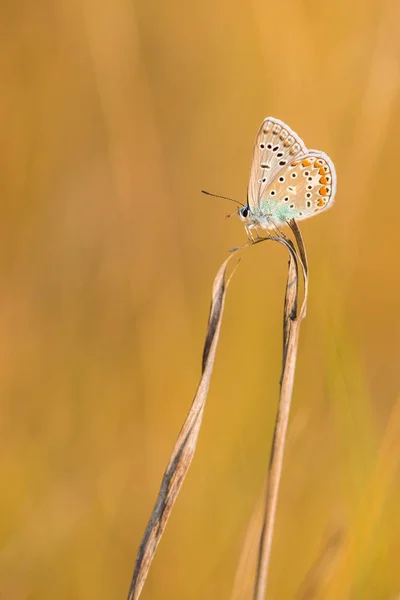 Красивая природа с бабочкой . — стоковое фото