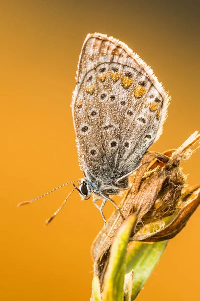 Natura piękne sceny z motyl. — Zdjęcie stockowe