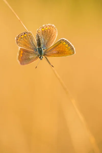 Bela cena da natureza com borboleta . — Fotografia de Stock
