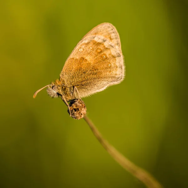 나비와 함께 아름 다운 자연 현장. — 스톡 사진