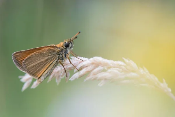 Bela cena da natureza com borboleta . — Fotografia de Stock