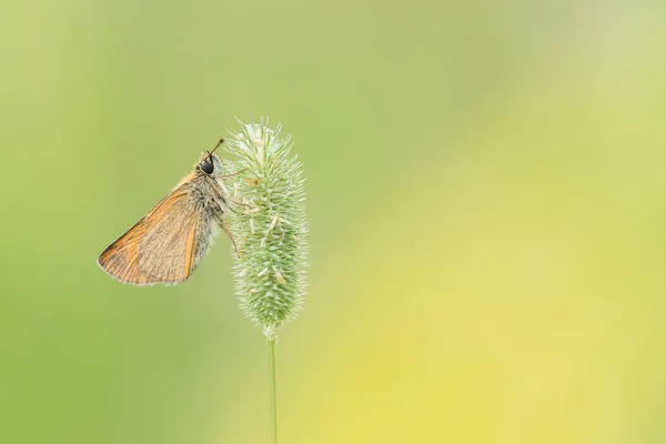 Bela cena da natureza com borboleta . — Fotografia de Stock