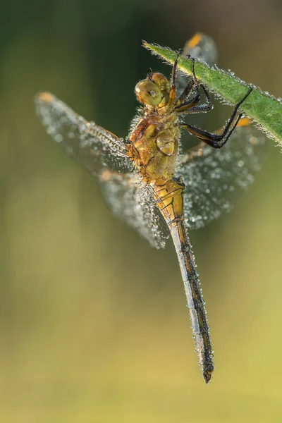 Schöne Naturszene mit Libelle. — Stockfoto