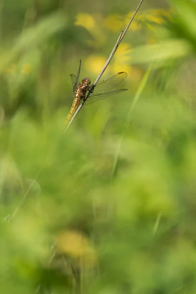 Schöne Naturszene mit Libelle. — Stockfoto