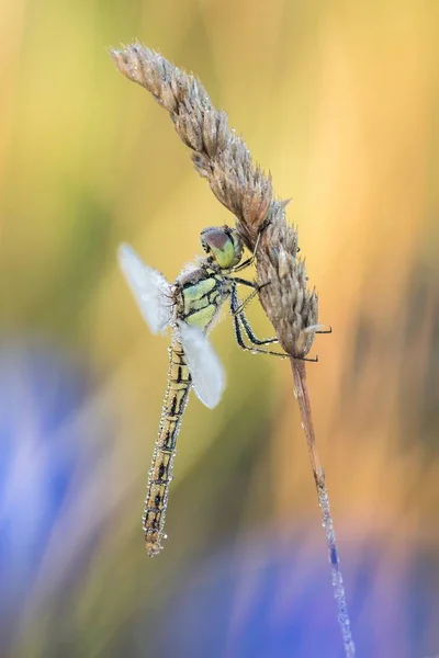 Bela cena da natureza com libélula . — Fotografia de Stock