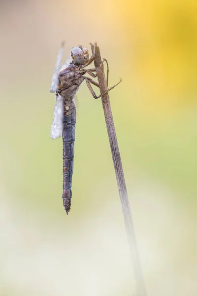 Bela cena da natureza com libélula . — Fotografia de Stock