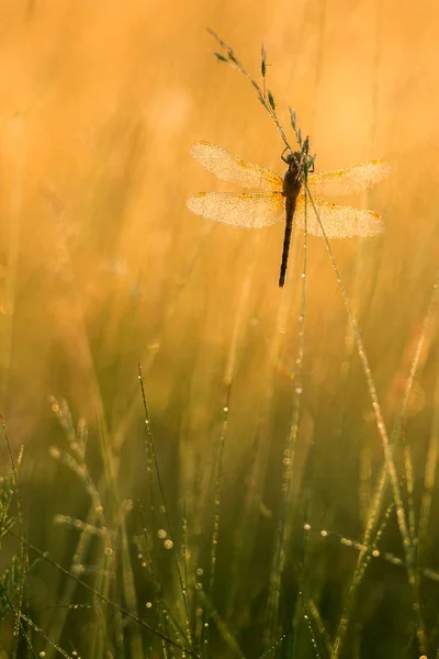 Bela cena da natureza com libélula . — Fotografia de Stock