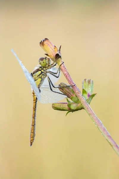 Bela cena da natureza com libélula . — Fotografia de Stock