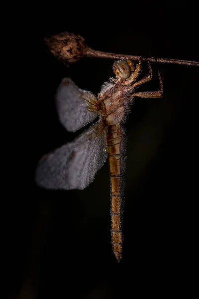 Beautiful nature scene with dragonfly. — Stock Photo, Image