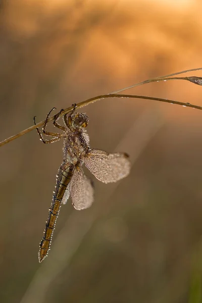 Bela cena da natureza com libélula . — Fotografia de Stock