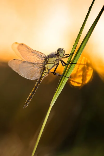 Belle scène de nature avec libellule . — Photo