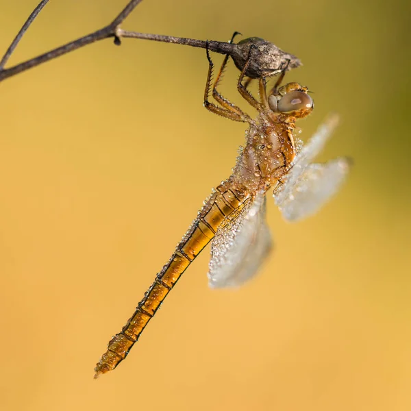 Bela cena da natureza com libélula . — Fotografia de Stock