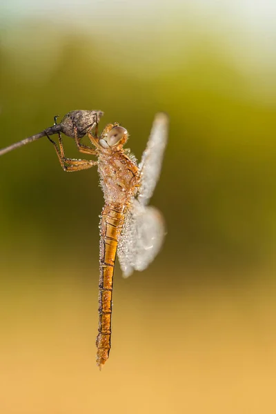 Bela cena da natureza com libélula . — Fotografia de Stock