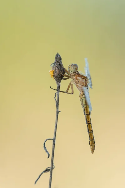 Bela cena da natureza com libélula . — Fotografia de Stock
