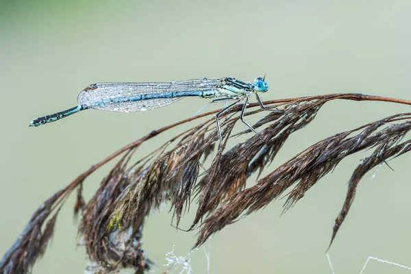 Yusufçuk ile güzel doğa manzara.