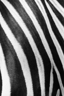 Zebra, Afrika bir zebra, zebra arka plan, siyah ve beyaz çizgili derinin doğal doku üzerinde şeritler Close-Up.