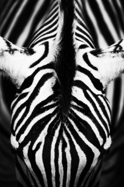 Tek renkli görüntü bir'ın bir Grevy zebra yüzü.