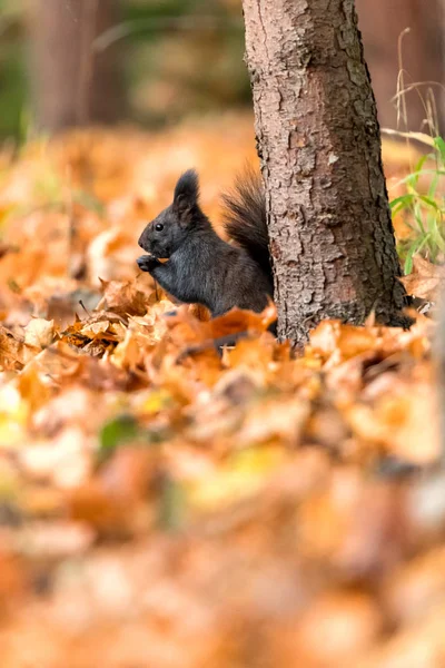 Sonbahar havada iken bir şey yeme Squirel.
