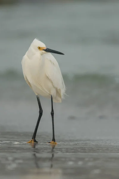 Karlı Akbalıkçıl (egretta thula).