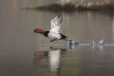 Ortak pakta (Aythya ferina)