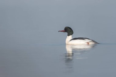 Güzel doğa sahne kuş ortak merganser (Mergus merganser ile). 