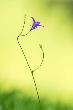 Bellflower ile sarı arka plan bulanık Yayilim