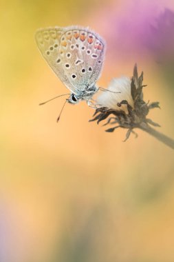 Kelebek çiçek üzerinde makro çekim.