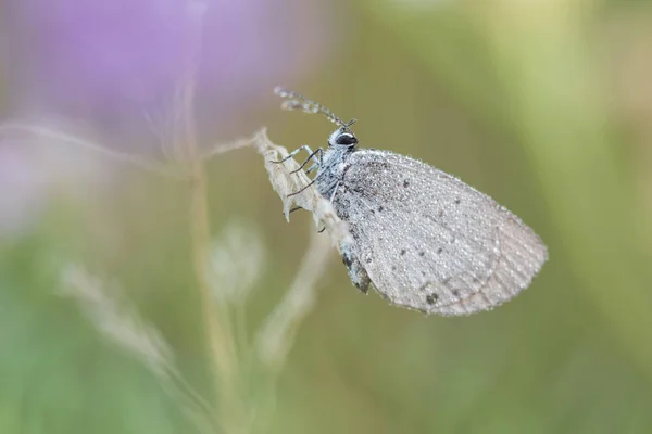 Krátkodobá sledoval Blue (Cupido argiades) — Stock fotografie