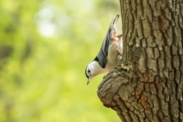 Vacker natur scen med fågel Vitbröstad nötväcka (Sitta carolinensis). — Stockfoto